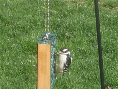  DOWNY WOODPECKER 